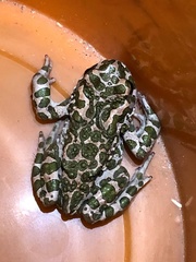 Bufotes viridis viridis