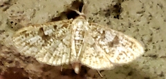 Palpita freemanalis