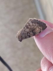 Lymantria dispar