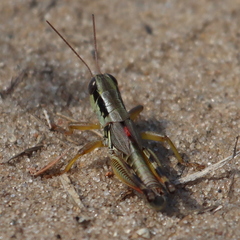 Phoetaliotes nebrascensis
