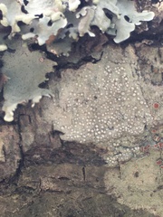 Lecanora caesiorubella