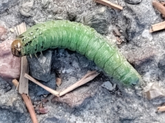 Cacoecimorpha pronubana