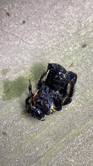 Xylocopa virginica virginica