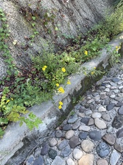 Pentanema britannica