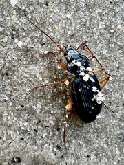 Nebria lacustris