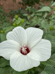 Hibiscus laevis