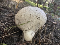 Calvatia booniana