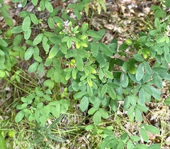 Lespedeza violacea