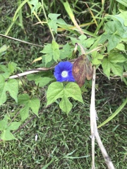 Ipomoea hederacea