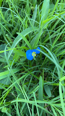 Commelina erecta