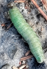 Cacoecimorpha pronubana