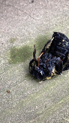 Xylocopa virginica virginica