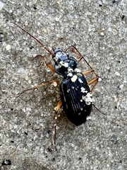 Nebria lacustris