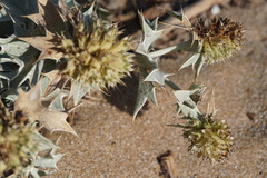 Eryngium maritimum