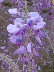 Wisteria
