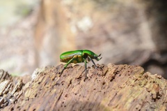 Trigonophorus rothschildi