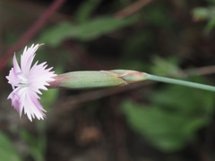 Dianthus basuticus basuticus