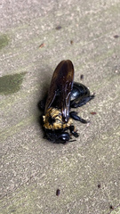 Xylocopa virginica virginica