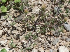 Chaenactis macrantha