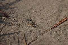Phoetaliotes nebrascensis