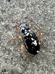Nebria lacustris