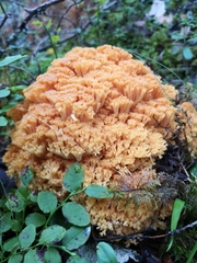 Ramaria boreimaxima