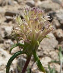 Chaenactis macrantha