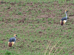 Balearica regulorum regulorum