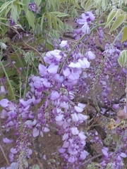 Wisteria