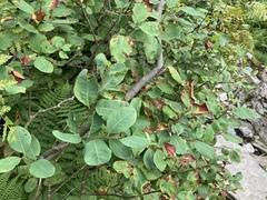 Amelanchier bartramiana