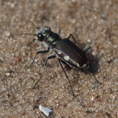 Cicindela scutellaris