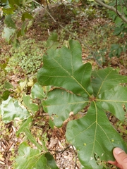 Quercus