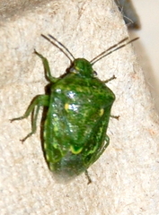 Banasa euchlora