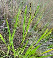 Scleria lacustris image