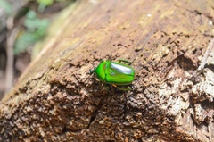 Trigonophorus rothschildi