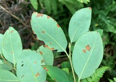 Amelanchier bartramiana