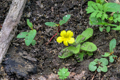 Erythranthe moschata