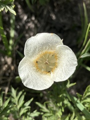 Calochortus subalpinus