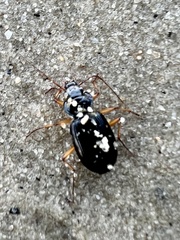 Nebria lacustris