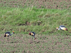 Balearica regulorum regulorum