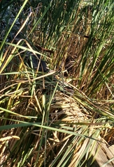 Nerodia sipedon sipedon