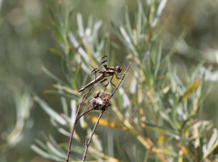 Libellula pulchella