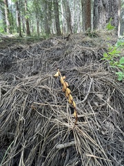 Corallorhiza striata