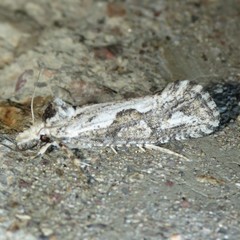 Acrolophus variabilis