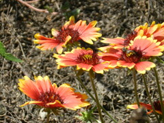 Gaillardia pulchella