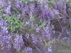 Wisteria