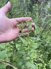 Doellingeria sericocarpoides