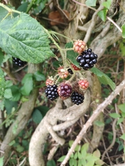 Rubus fruticosus