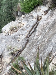 Pituophis catenifer affinis