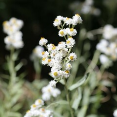 Anaphalis margaritacea